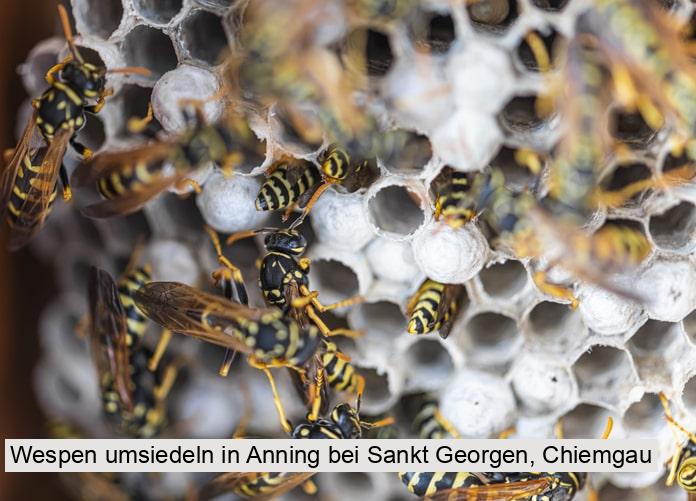 Wespen umsiedeln in Anning bei Sankt Georgen, Chiemgau
